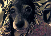 Cool Pet Photo