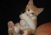 Cool Pet Photo
