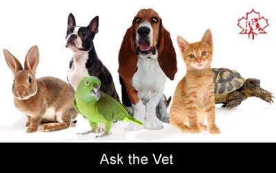 Ask the Vet