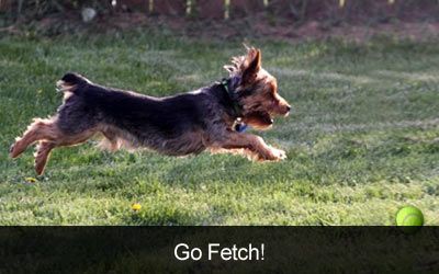 Go Fetch