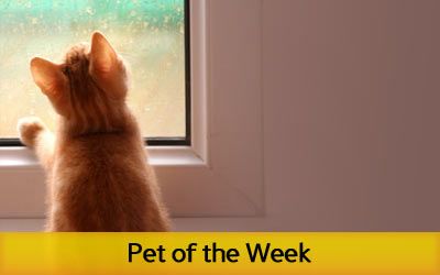 Pet of the Week