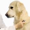 Vet Check Show logo