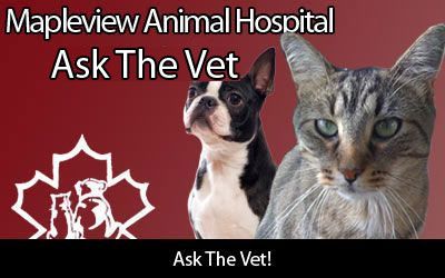 Pet Place Slider