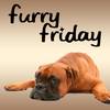 Furry Fridays on the Point Show logo