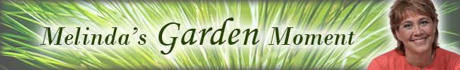 WROE Melinda's Garden Moment
