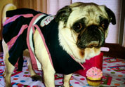 Cool Pet Photo