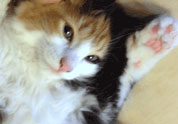 Cool Pet Photo