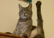Cool Pet Photo
