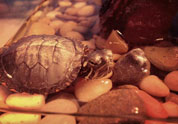 Cool Pet Photo