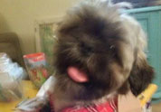 Cool Pet Photo