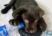 Cool Pet Photo