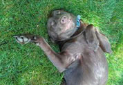 Cool Pet Photo