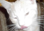 Cool Pet Photo