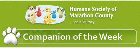 Companion of the Week