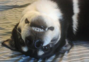 Cool Pet Photo