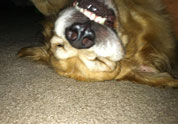 Cool Pet Photo