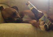 Cool Pet Photo