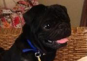 Cool Pet Photo