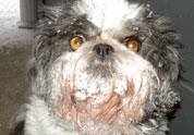 Cute Pet Photo
