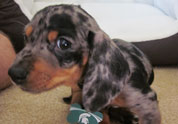 Cool Pet Photo