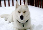 Cool Pet Photo