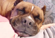 Cool Pet Photo
