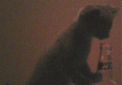 Cool Pet Photo