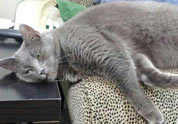 Cool Pet Photo