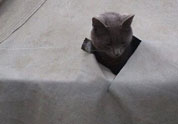 Cool Pet Photo