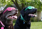 Cool Pet Photo