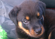 Cool Pet Photo