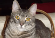Cool Pet Photo