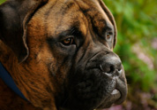 Cool Pet Photo