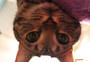 Cool Pet Photo