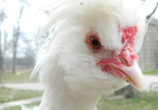 Cool Pet Photo