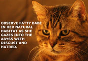 Cool Pet Photo