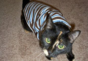 Cool Pet Photo