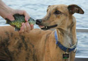 Cool Pet Photo