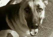Cute Pet Photo