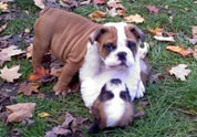 Cool Pet Photo