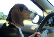 Cool Pet Photo