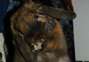 Cool Pet Photo