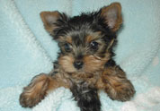 Cute Pet Photo