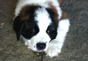 Cool Pet Photo
