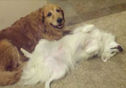 Cool Pet Photo