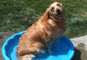 Cool Pet Photo
