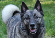 Cool Pet Photo