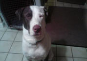 Cool Pet Photo