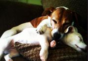 Cool Pet Photo