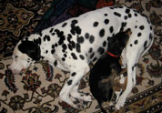 Cool Pet Photo